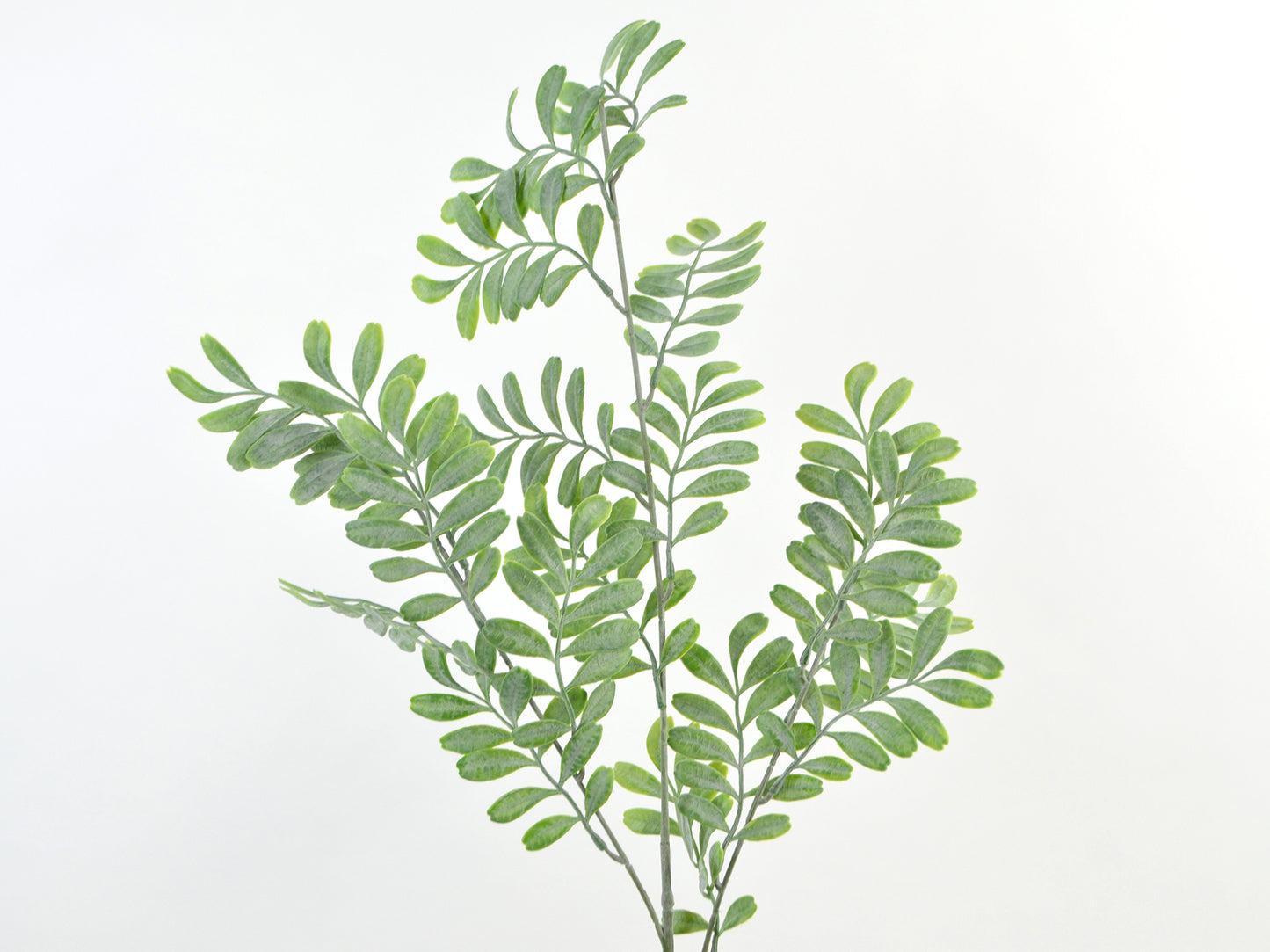 Peper blad
