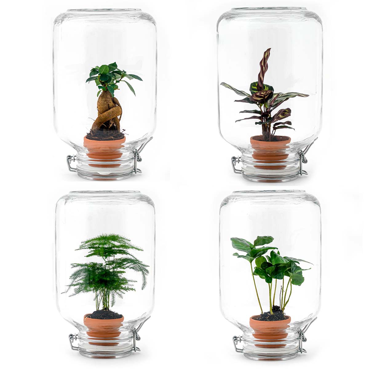 Terrarium Diy Kit - Easyplant - ↑ 28 Cm