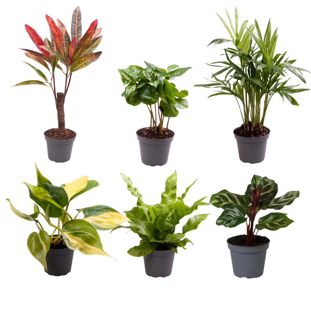 Baby Plants Surprise Box - Γ6Cm - β12Cm - X6