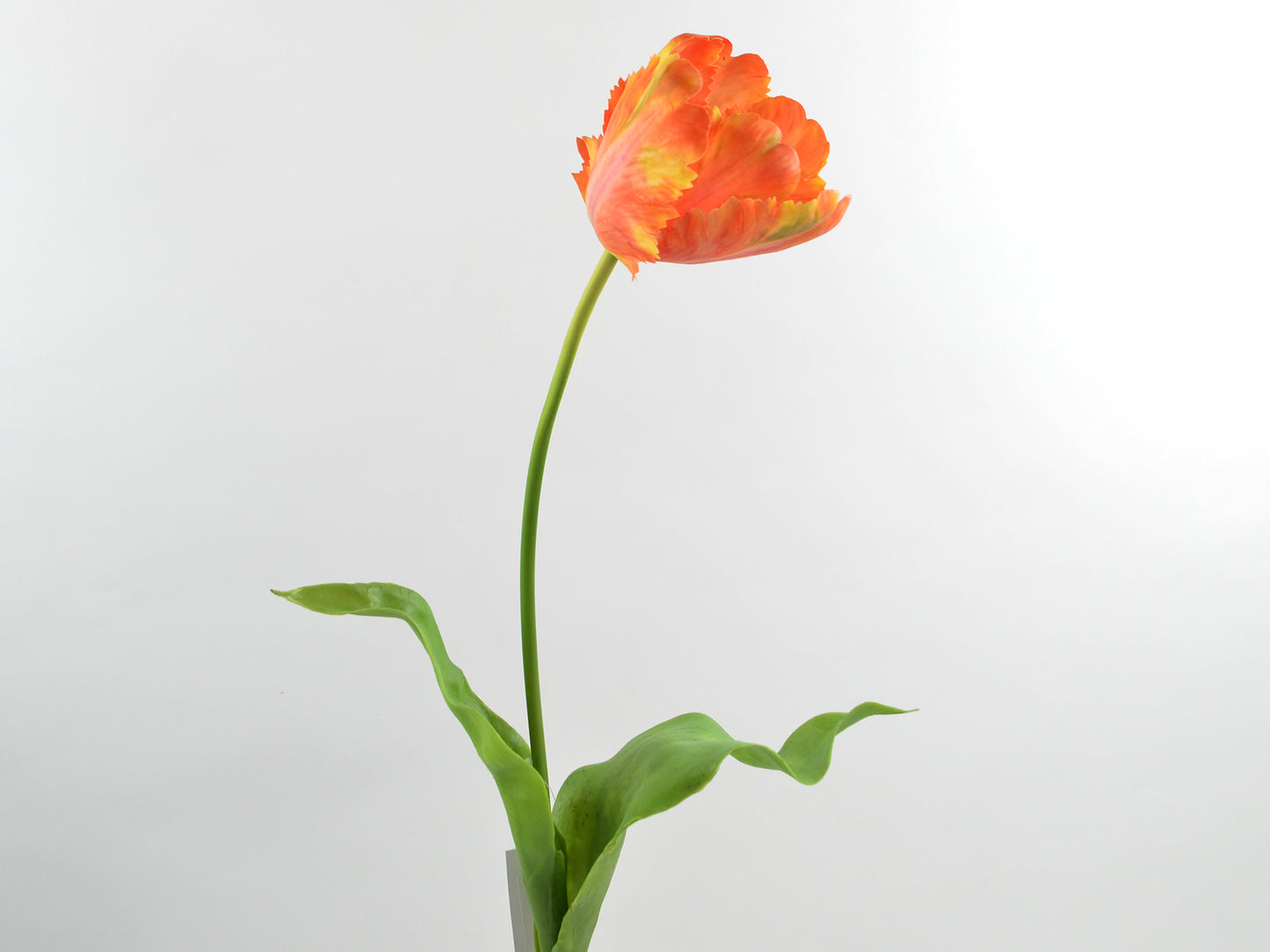 Tulp oranje