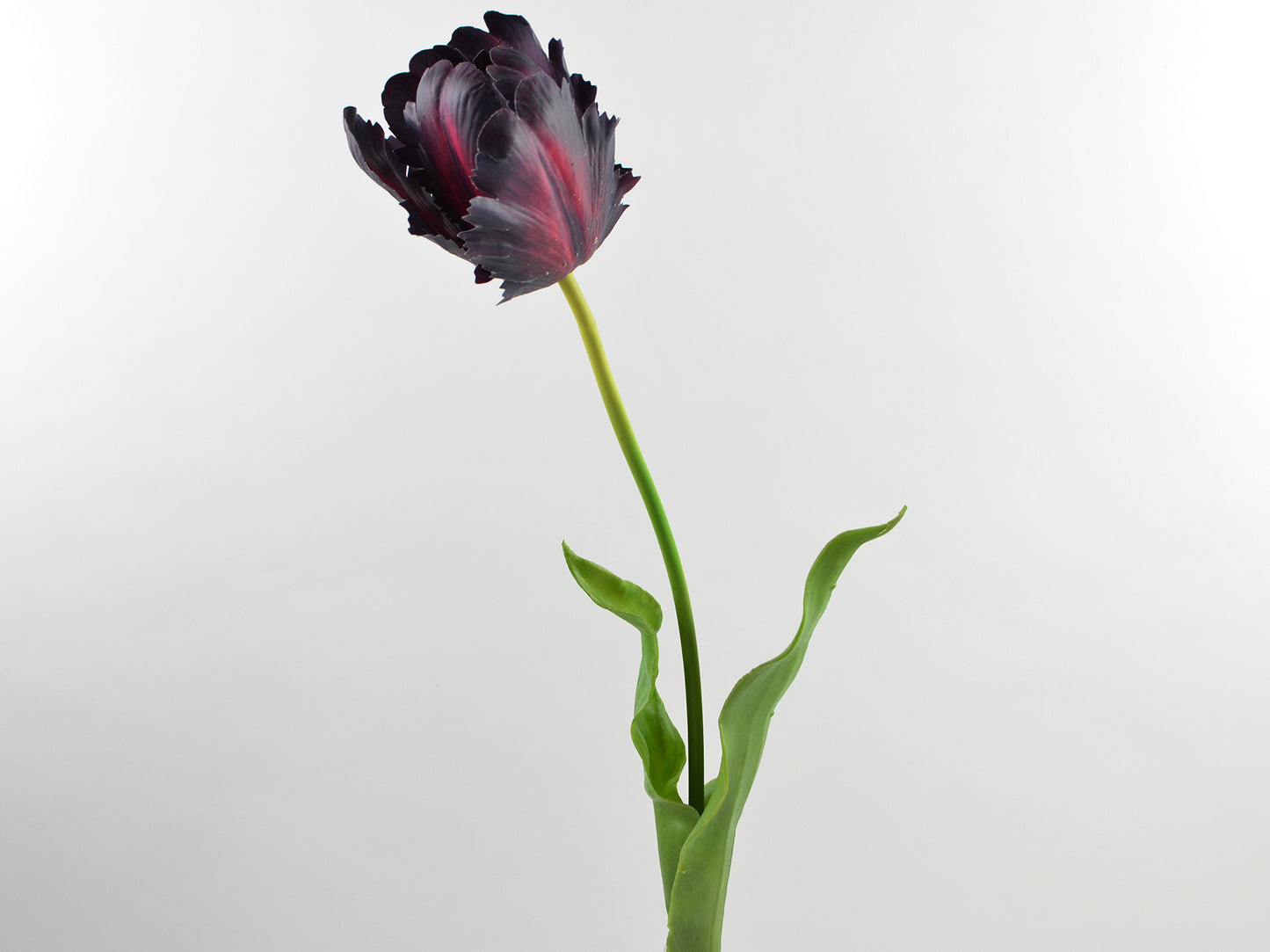 Tulp donkerpaars
